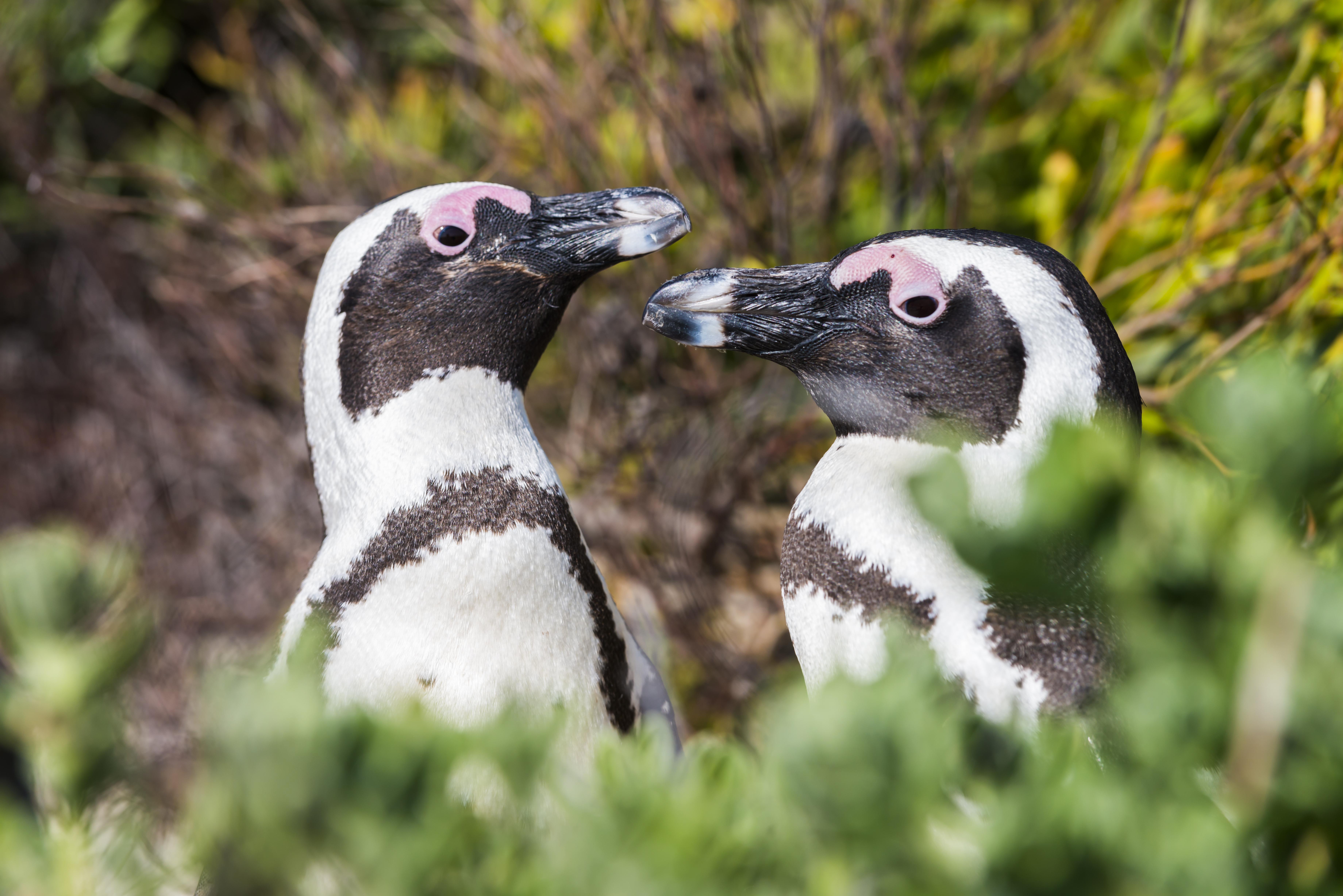 aha サイモンズ タウン キーサイド ホテル Simonʼs Town エクステリア 写真