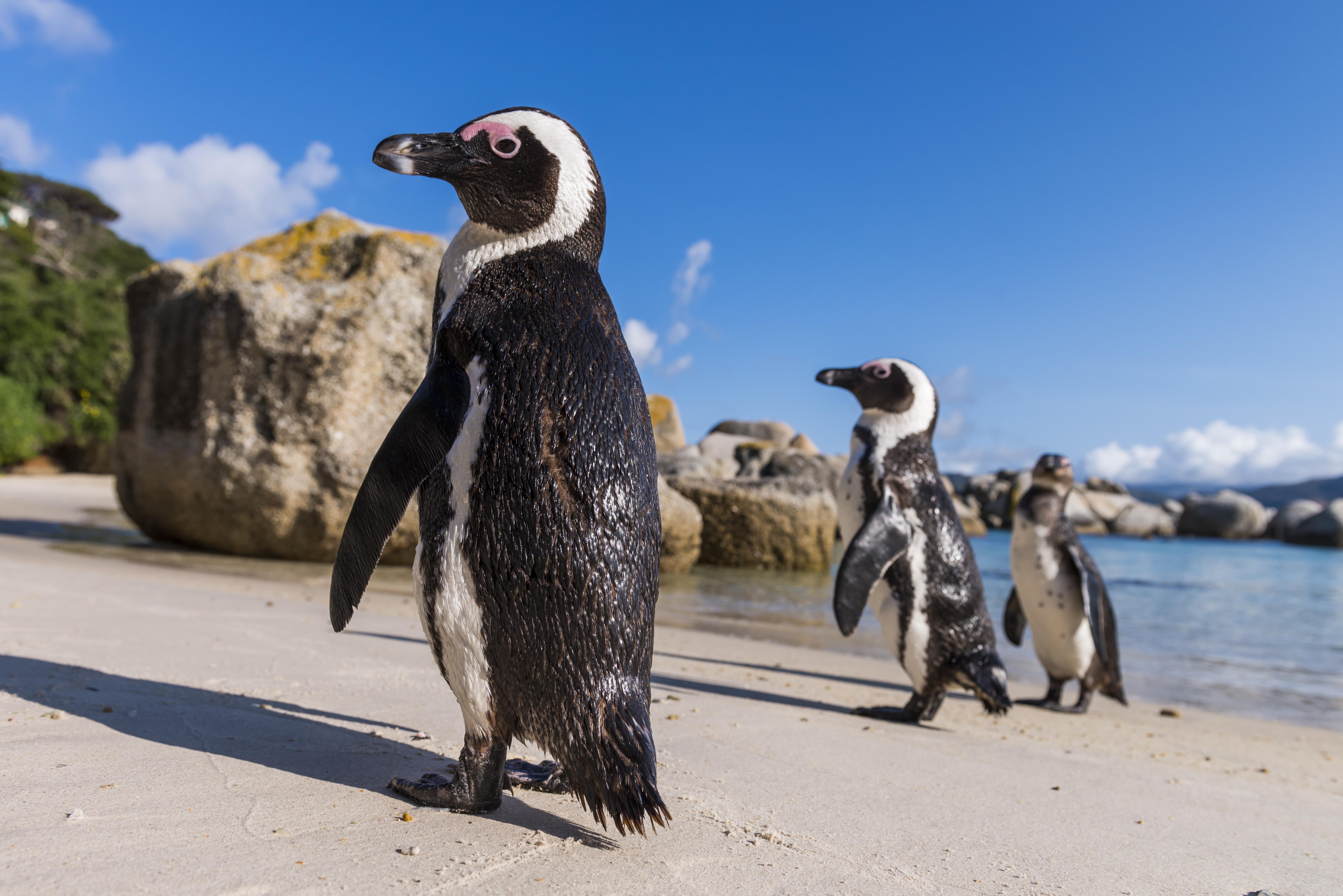 aha サイモンズ タウン キーサイド ホテル Simonʼs Town エクステリア 写真