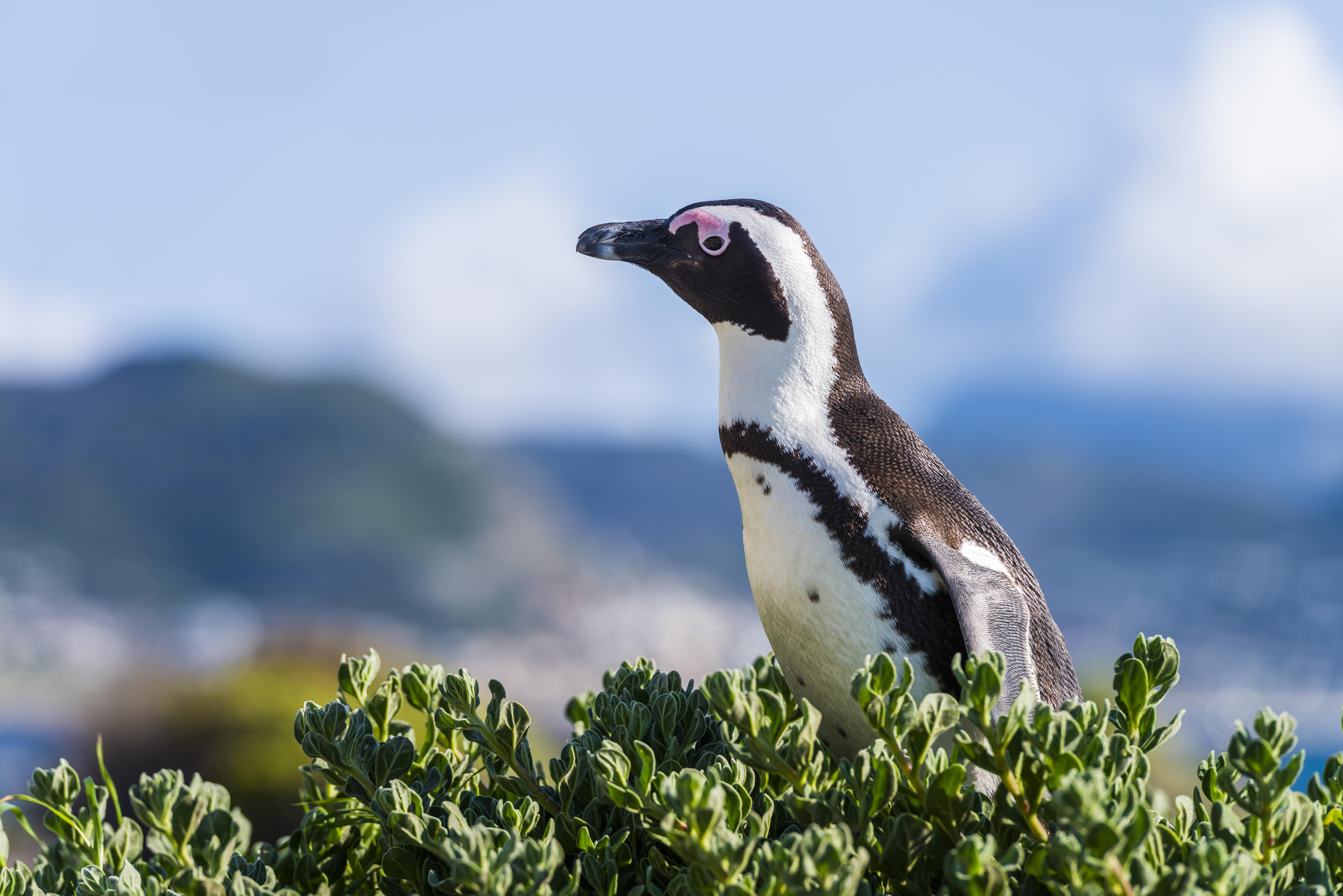 aha サイモンズ タウン キーサイド ホテル Simonʼs Town エクステリア 写真